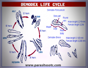 livecycle