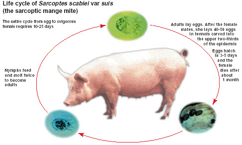 ParasitesOTC-Ivermectin-Pigs
